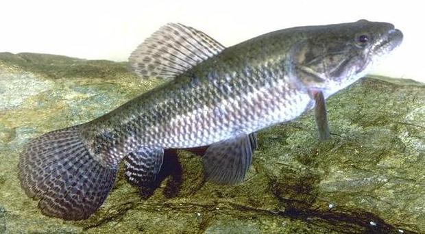 Photo of Hoplias malabaricus