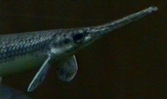 Euteleostomi