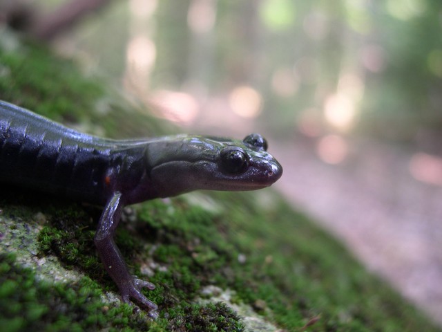 Photo of Plethodon meridianus