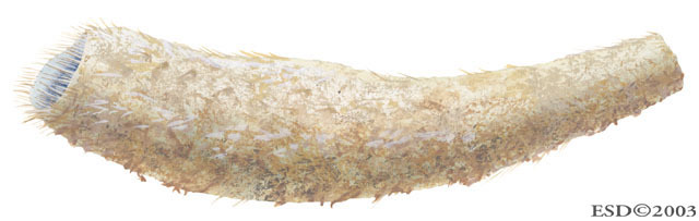 Photo of Acanthascus dawsoni