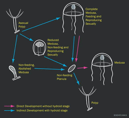 Photo of Hydrozoa