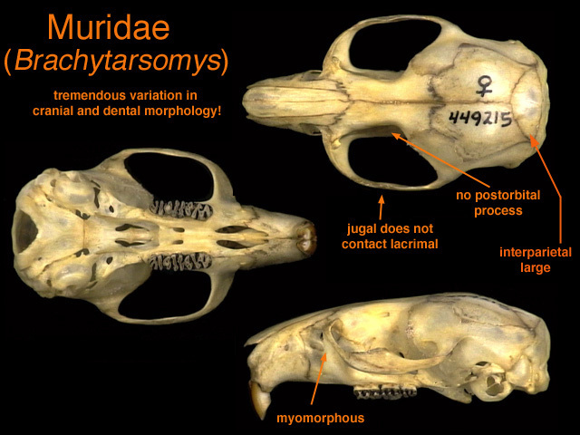 Synapsida