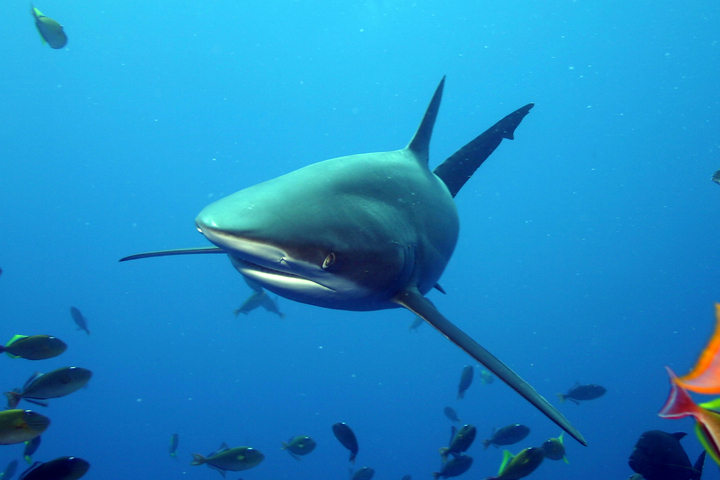 Photo of Carcharhinus falciformis