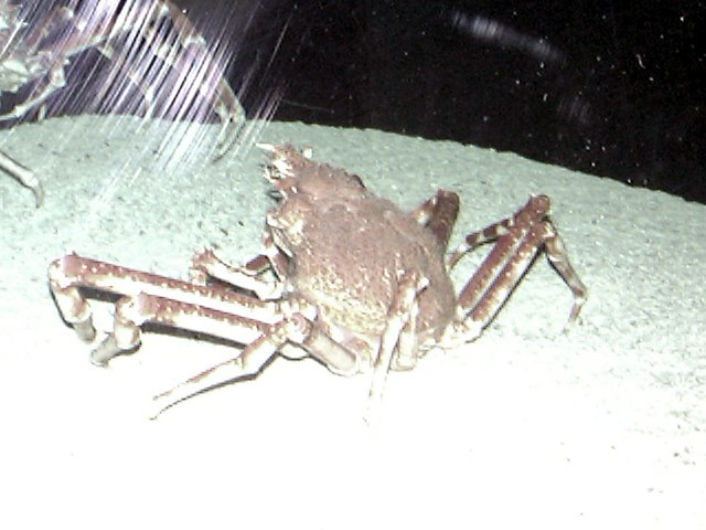 Photo of Macrocheira kaempferi