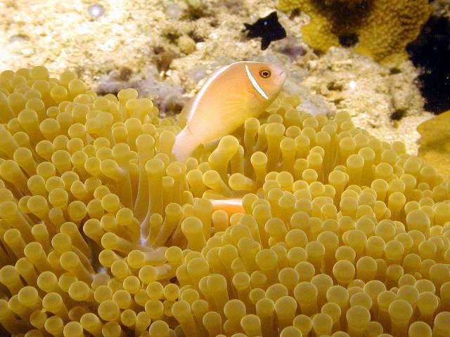 Photo of Amphiprion perideraion