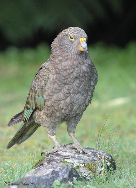 Kea