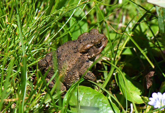 Photo of Bufo gargarizans