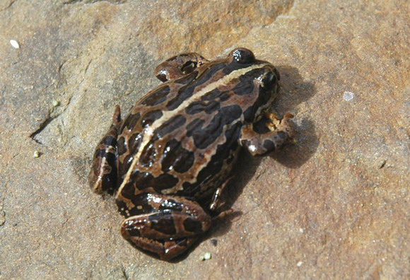 Photo of Nanorana pleskei