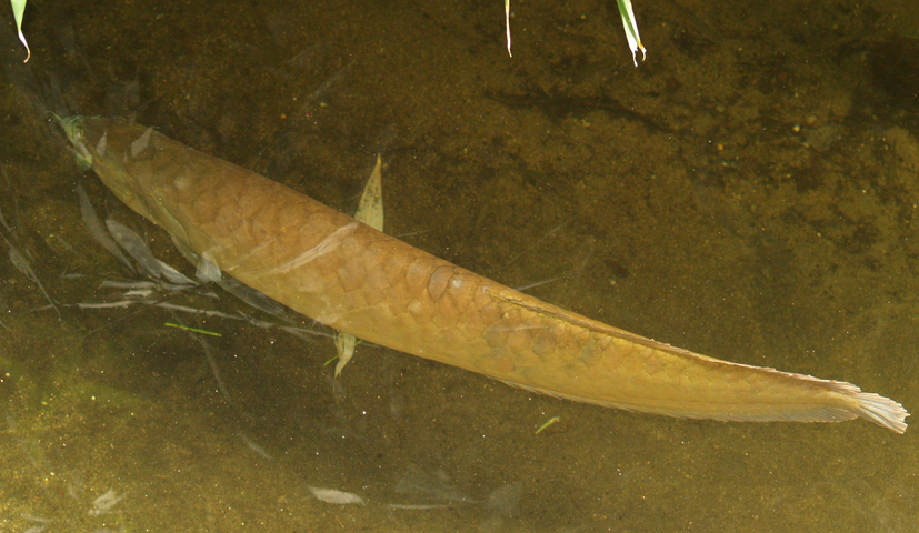 Photo of Osteoglossum bicirrhosum