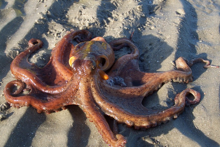 Cephalopoda