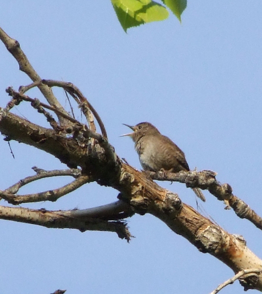 singingwren