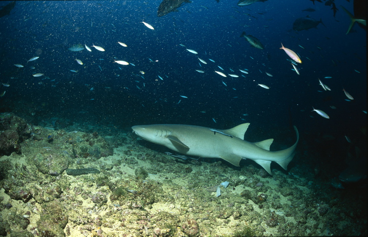 Photo of Nebrius ferrugineus