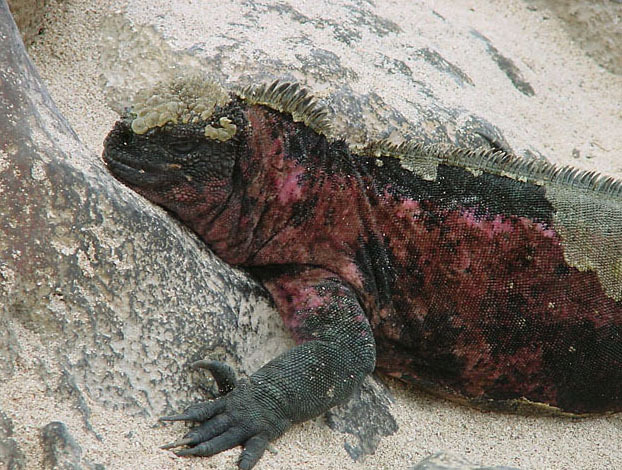 marineiguana3