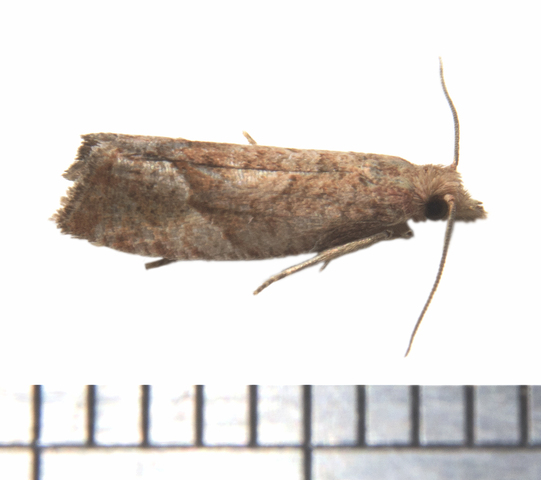 Photo of Eucosma derelicta