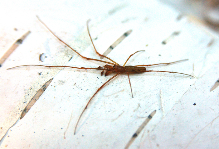 Photo of Tetragnathidae