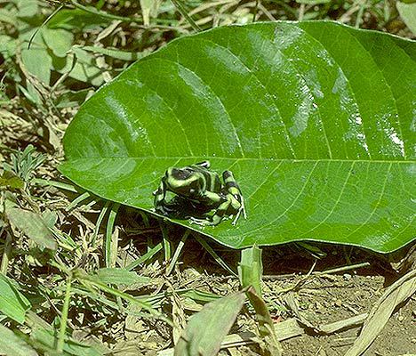 Amphibia