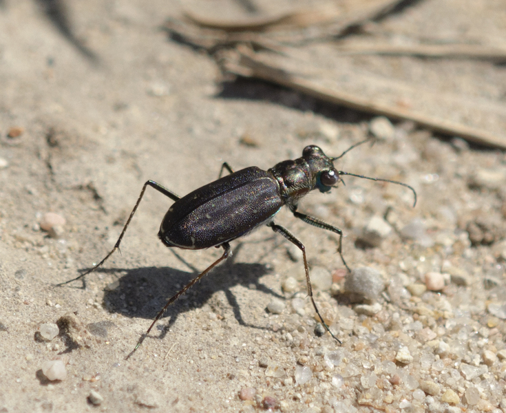 Cicindela2539