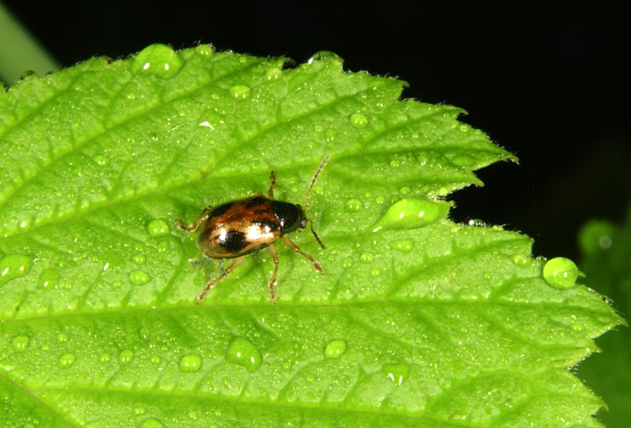 Coleoptera