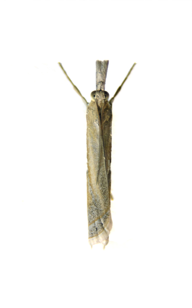 Pyraloidea