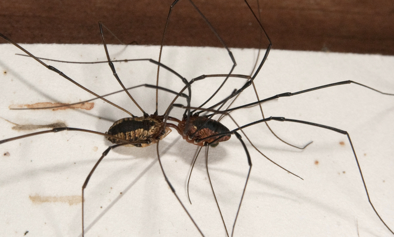 Photo of Opiliones