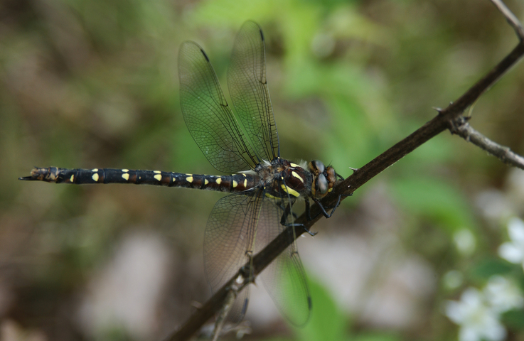 Photo of Cordulegaster maculata