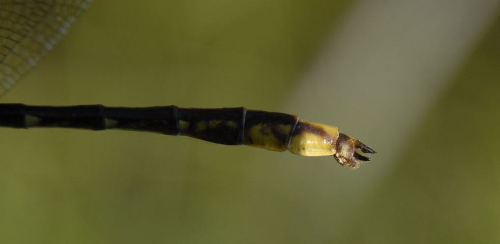 Photo of Gomphus exilis