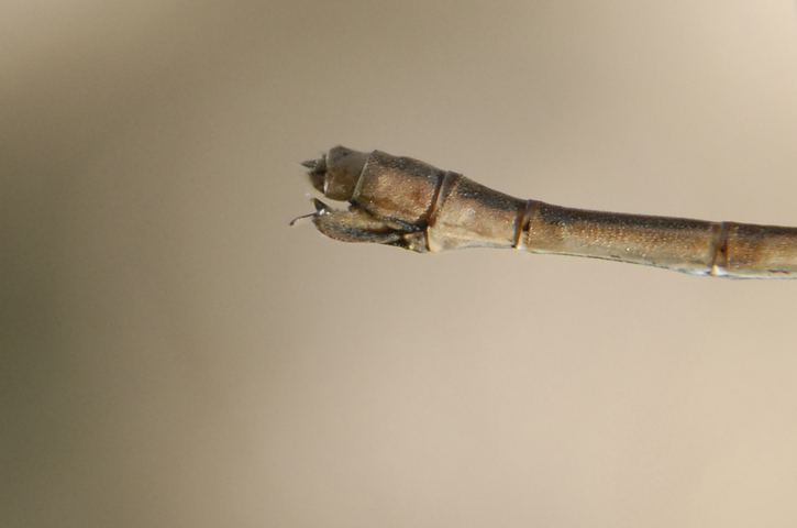 Photo of Lestes disjunctus