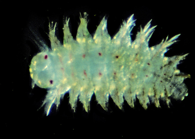 Photo of Polychaeta