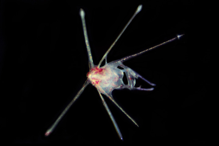 Photo of Arbacia punctulata