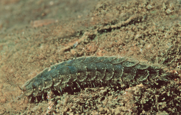 Photo of Harmothoe extenuata