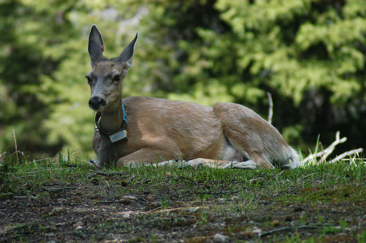 Photo of Odocoileus virginianus