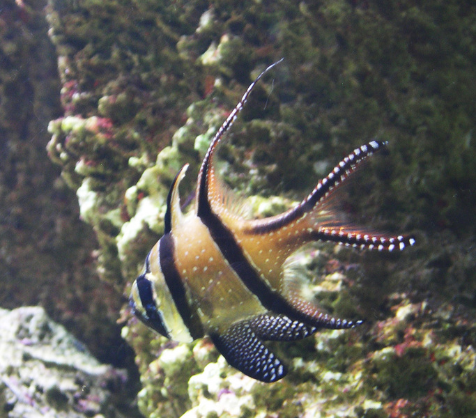 Euteleostomi