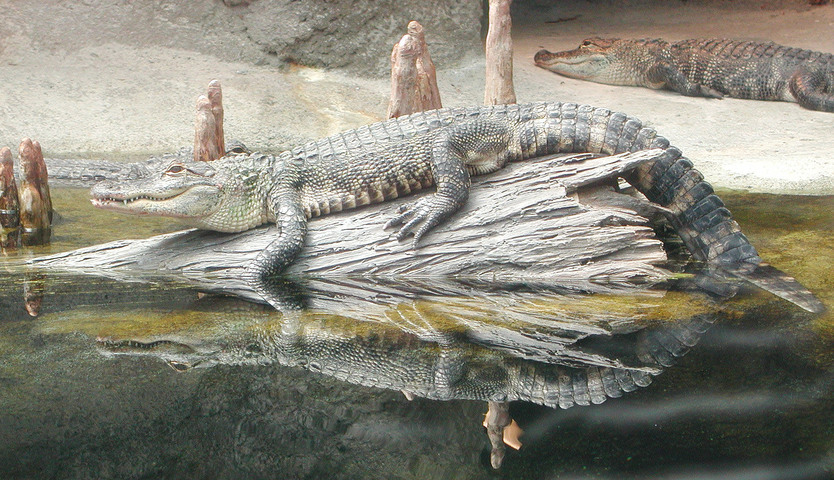 Photo of Alligator mississippiensis