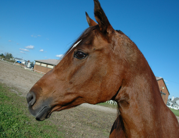 Photo of Equus caballus