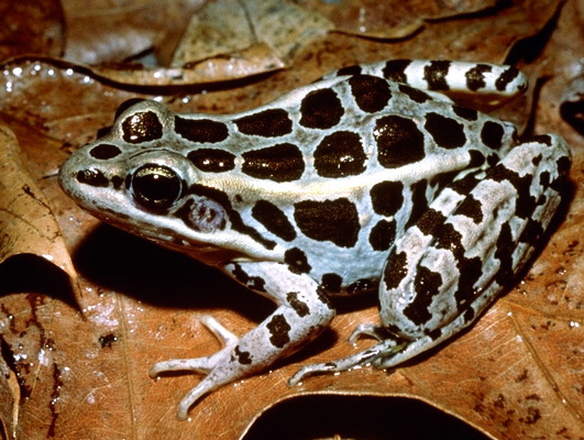 Photo of Lithobates palustris