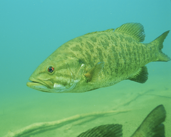 Photo of Micropterus dolomieu